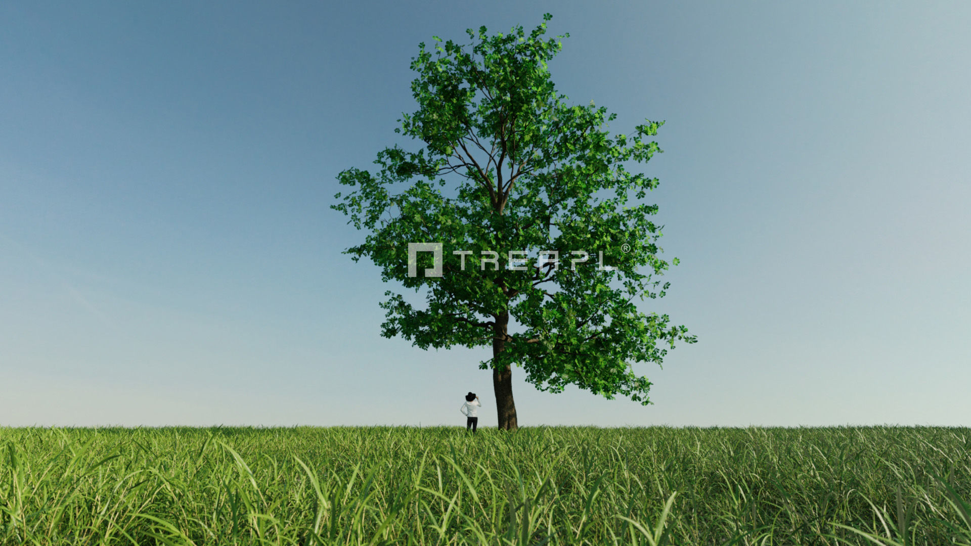 10X Chestnut Tree - Horse Chestnut - Mature Style 3D model_4