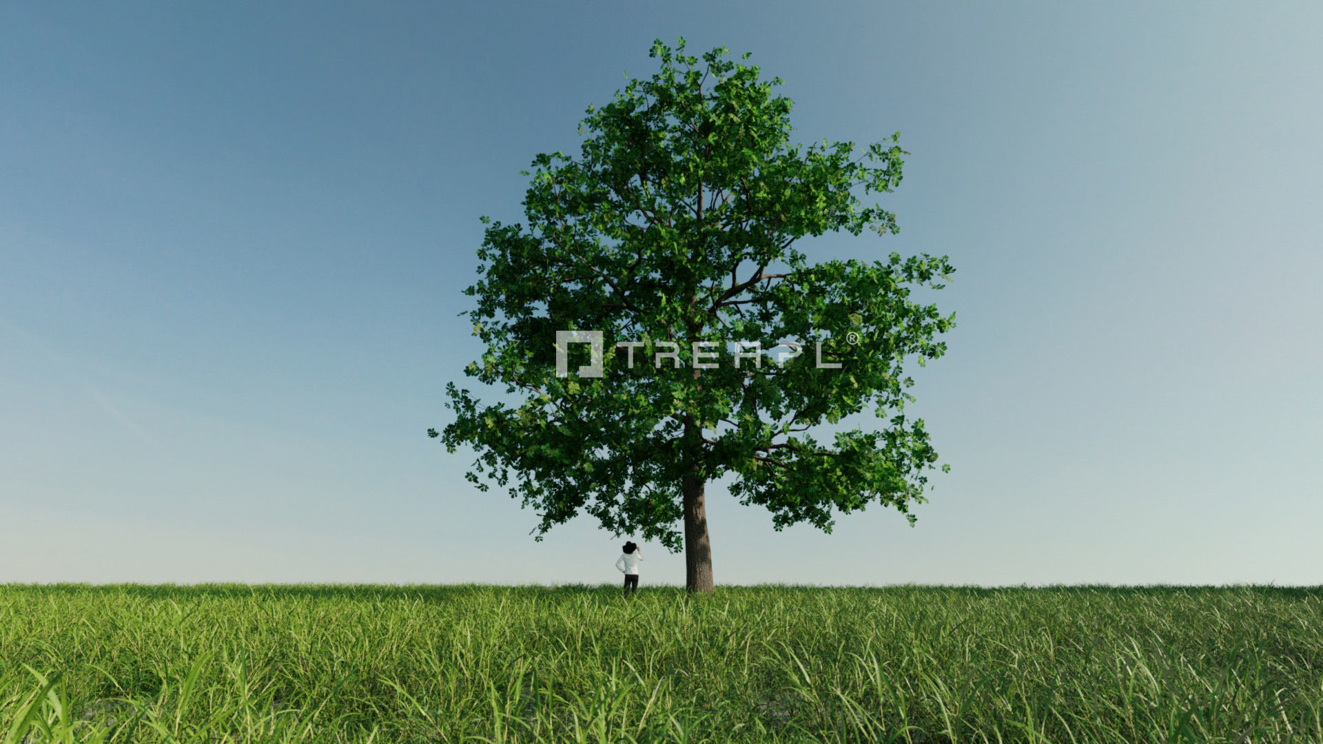 10X Chestnut Tree - Horse Chestnut - Mature Style 3D model_6