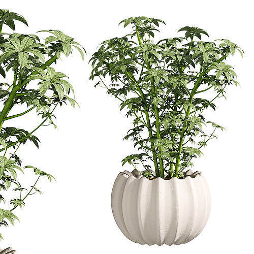 indoor plants 3D model
