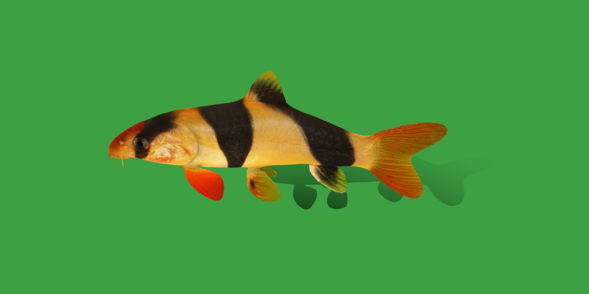 Clown Loach Fish Low-poly 3D model_27