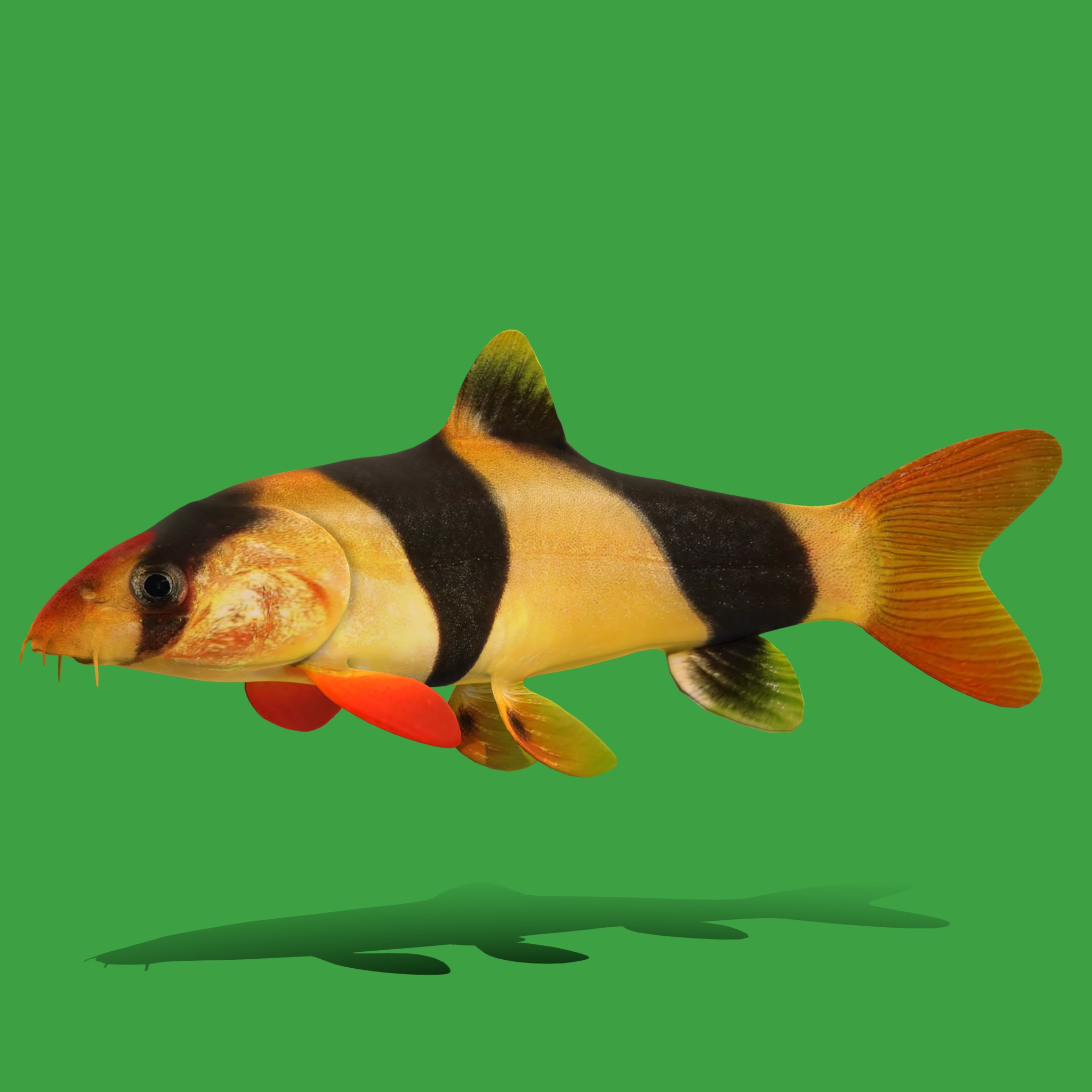 Clown Loach Fish Low-poly 3D model_24