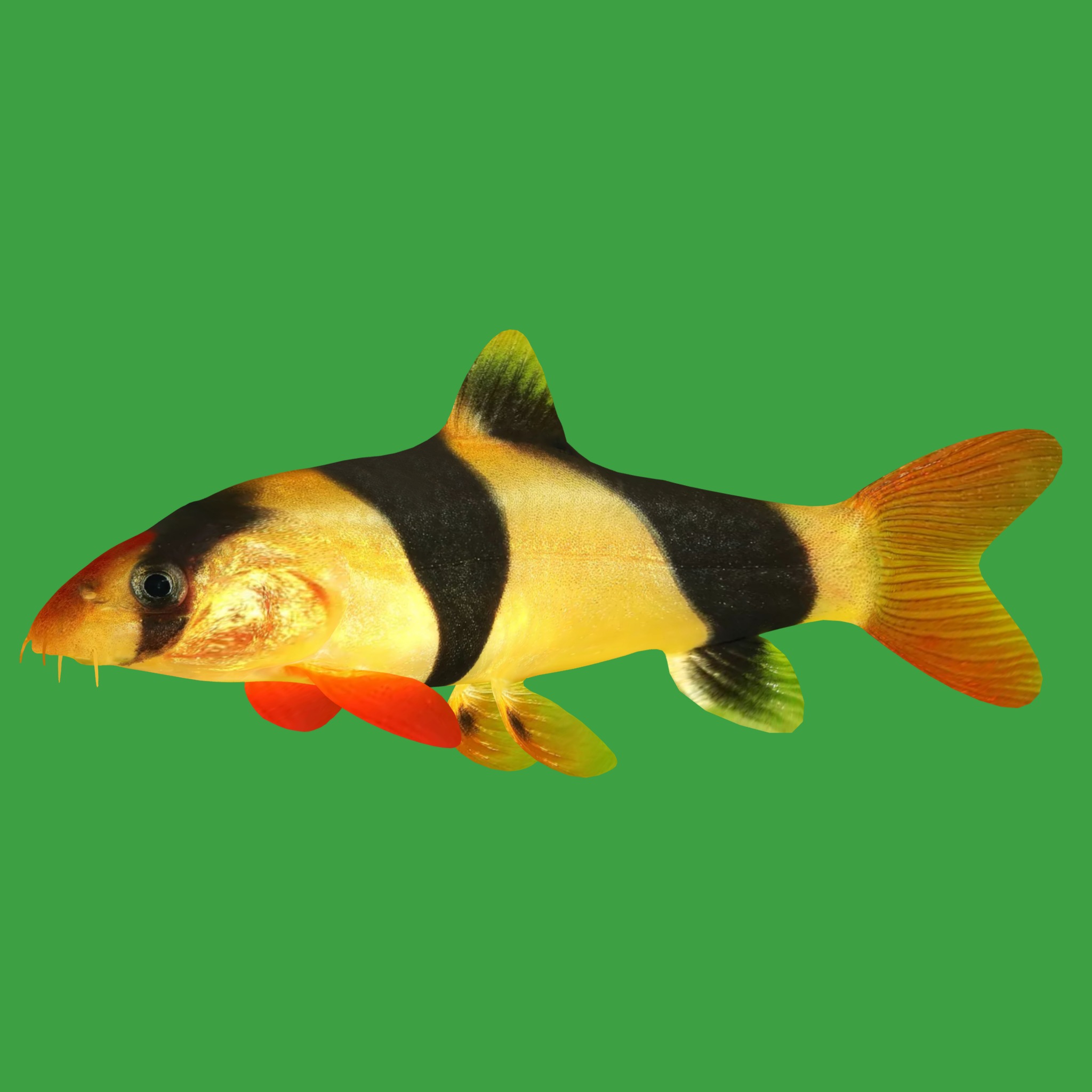 Clown Loach Fish Low-poly 3D model_25
