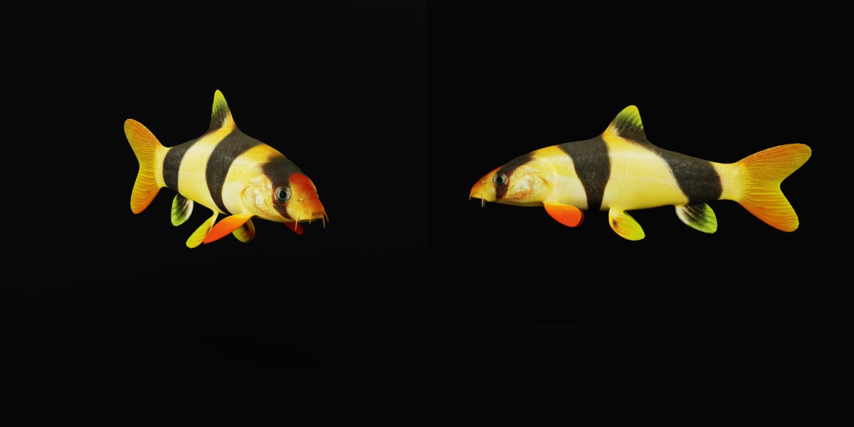 Clown Loach Fish Low-poly 3D model_29