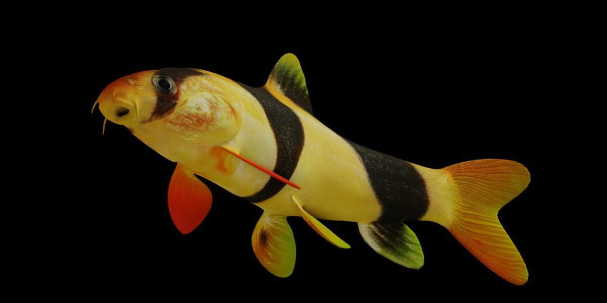 Clown Loach Fish Low-poly 3D model_19