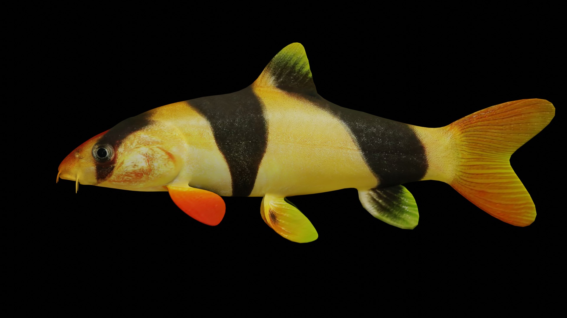 Clown Loach Fish Low-poly 3D model_3