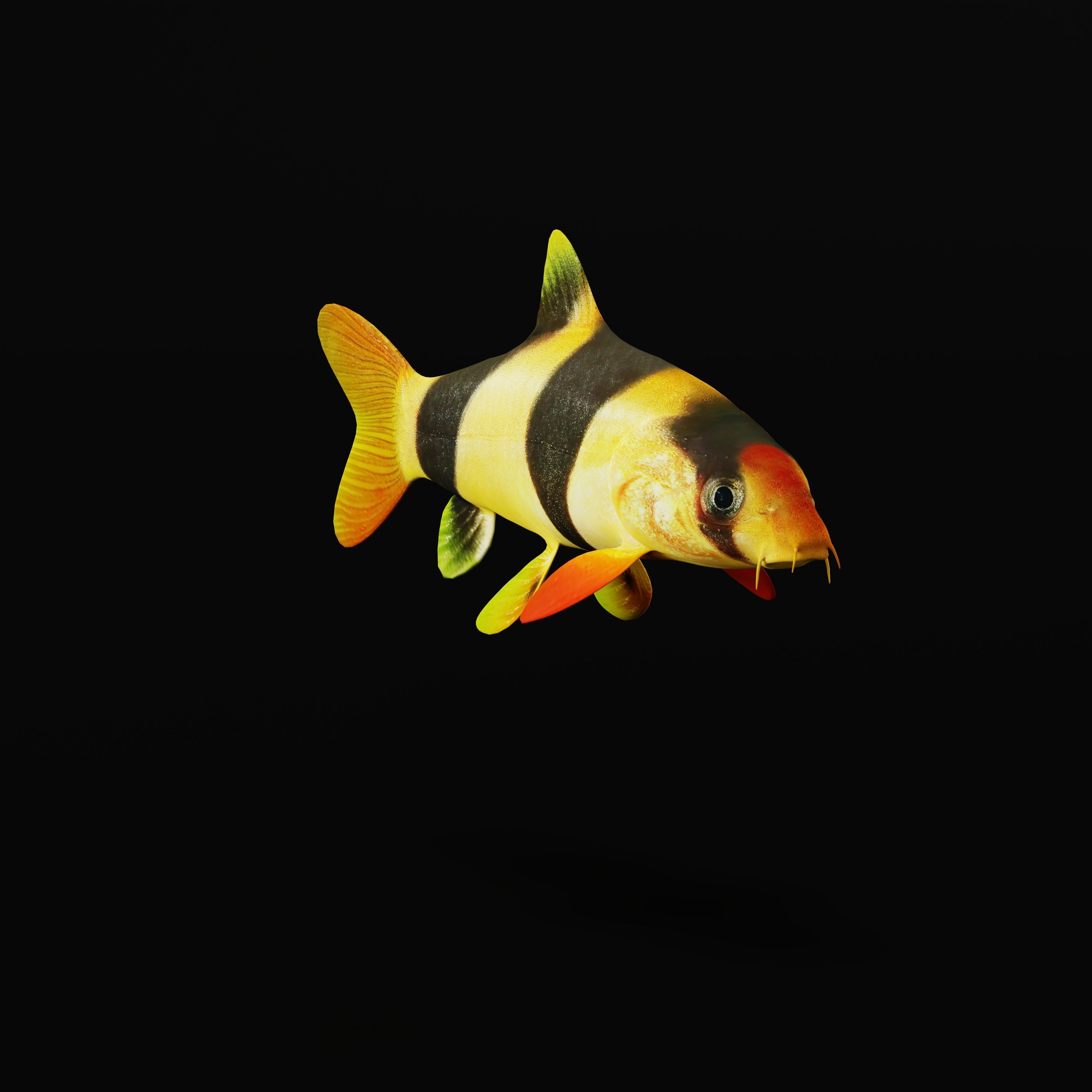Clown Loach Fish Low-poly 3D model_5