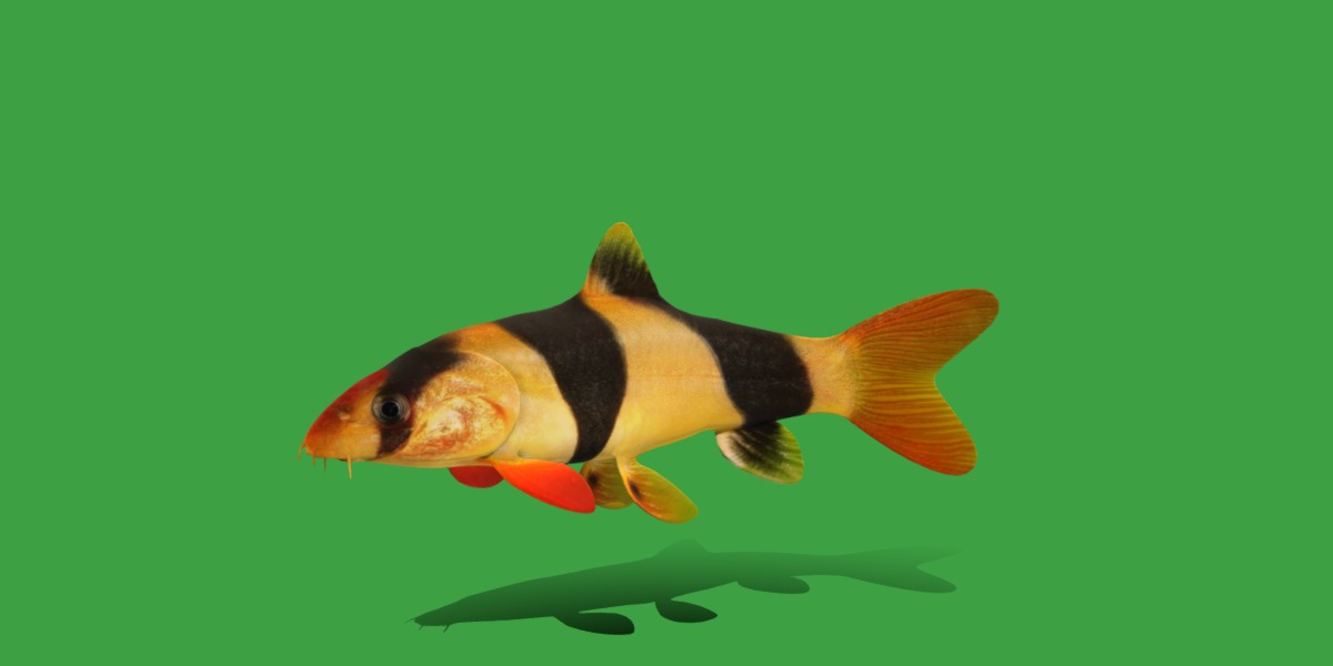 Clown Loach Fish Low-poly 3D model_2