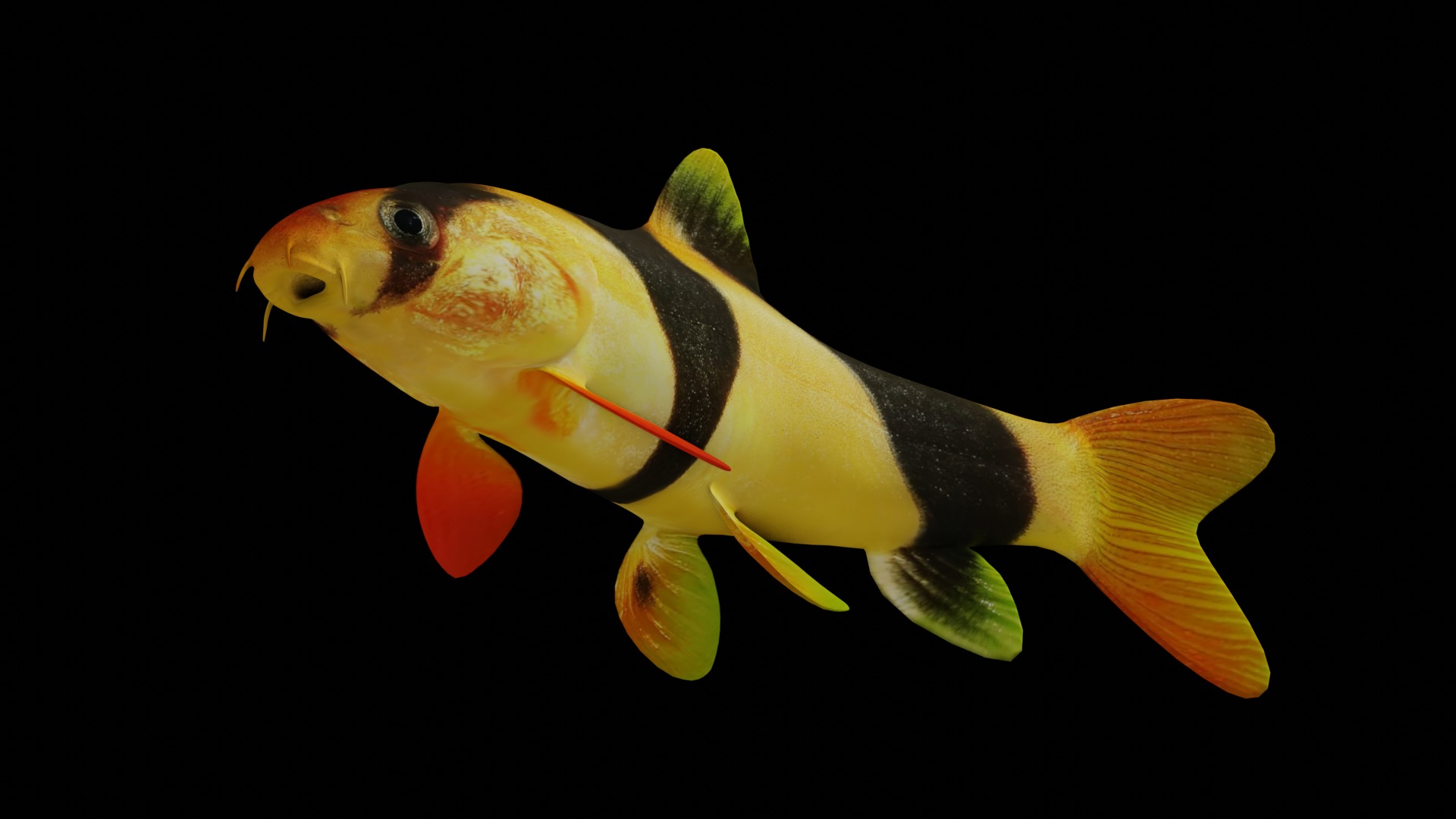 Clown Loach Fish Low-poly 3D model_4