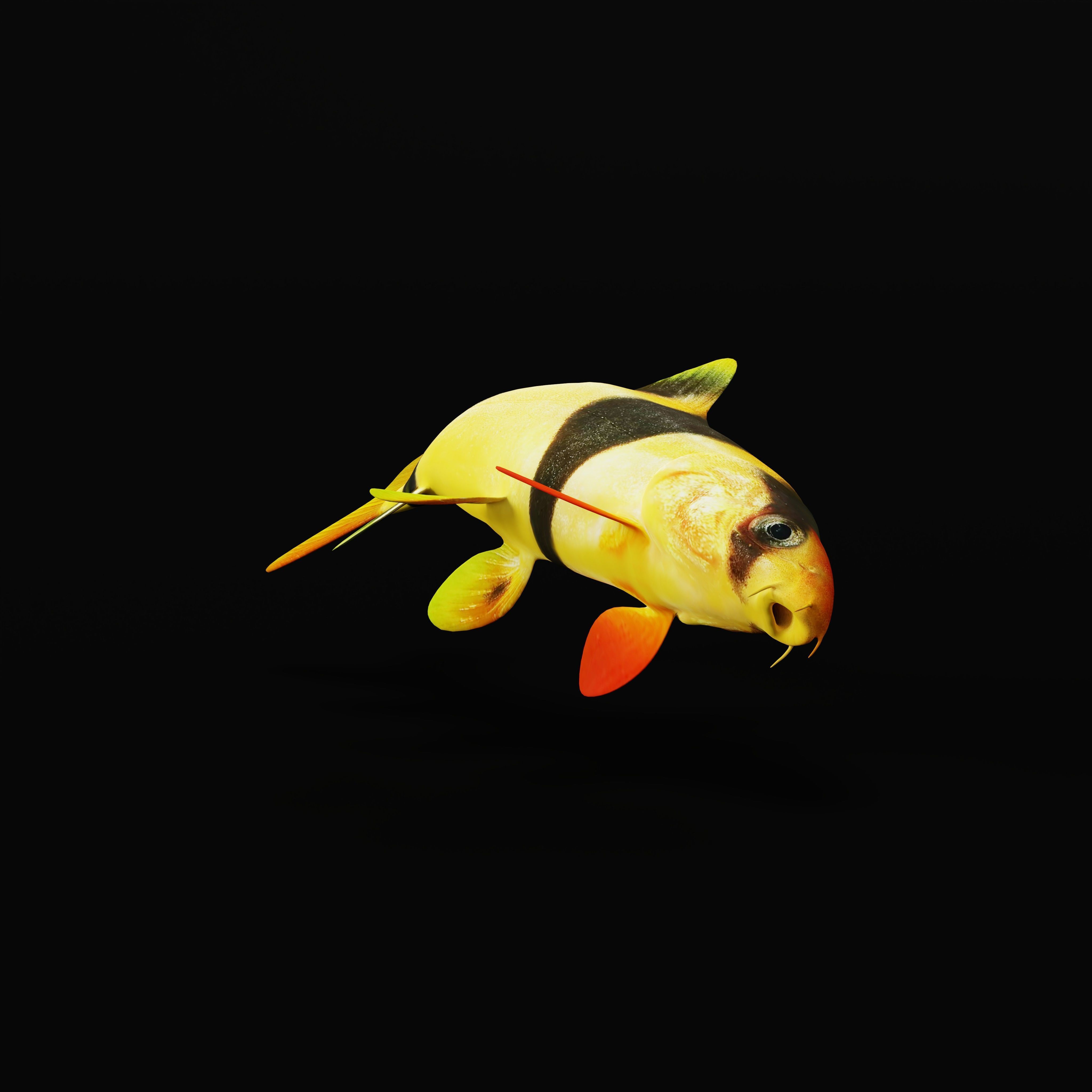 Clown Loach Fish Low-poly 3D model_8
