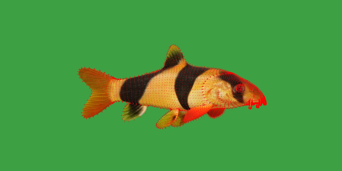 Clown Loach Fish Low-poly 3D model_20