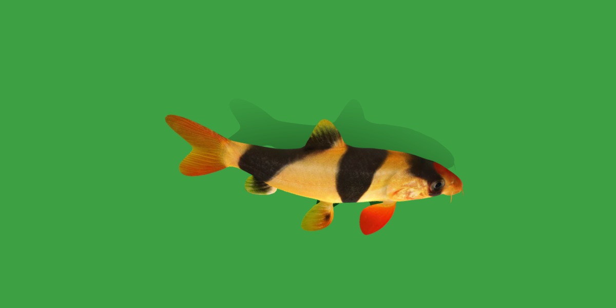 Clown Loach Fish Low-poly 3D model_13