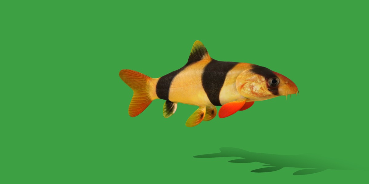 Clown Loach Fish Low-poly 3D model_28