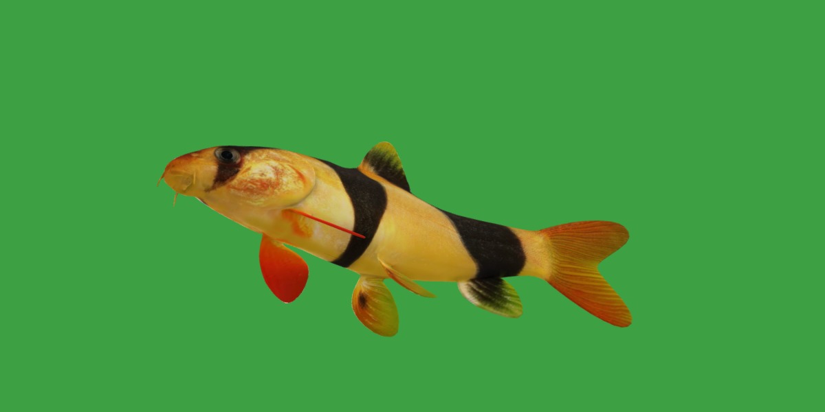 Clown Loach Fish Low-poly 3D model_16