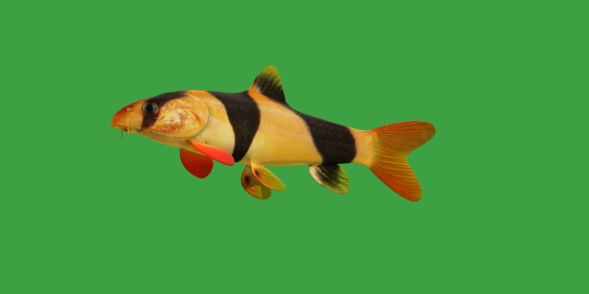 Clown Loach Fish Low-poly 3D model_26