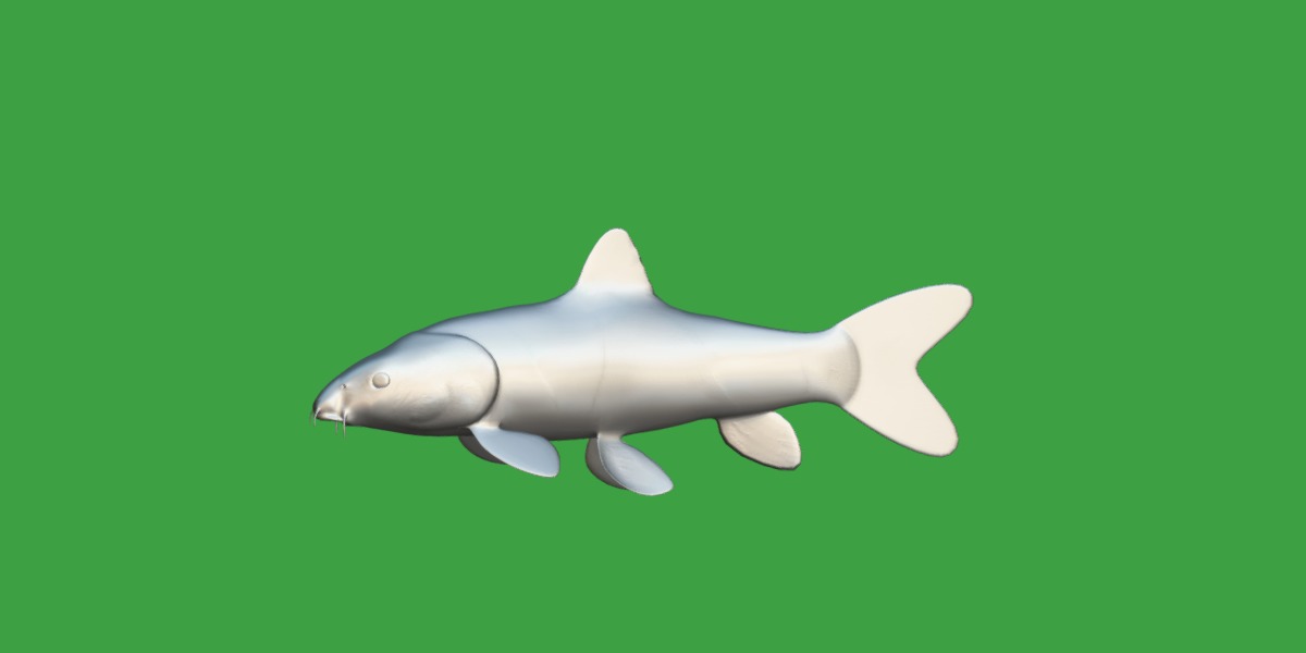 Clown Loach Fish Low-poly 3D model_15