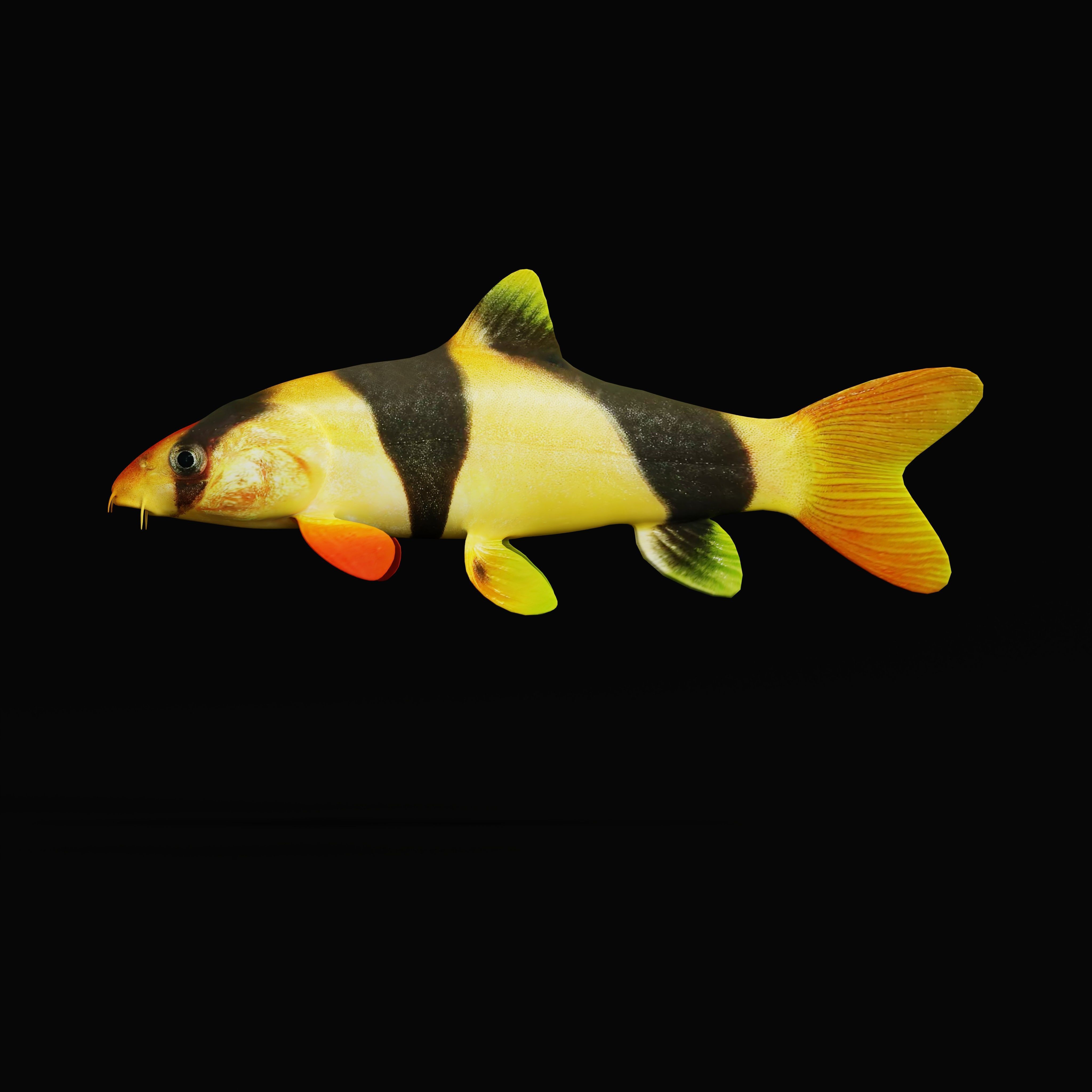 Clown Loach Fish Low-poly 3D model_6