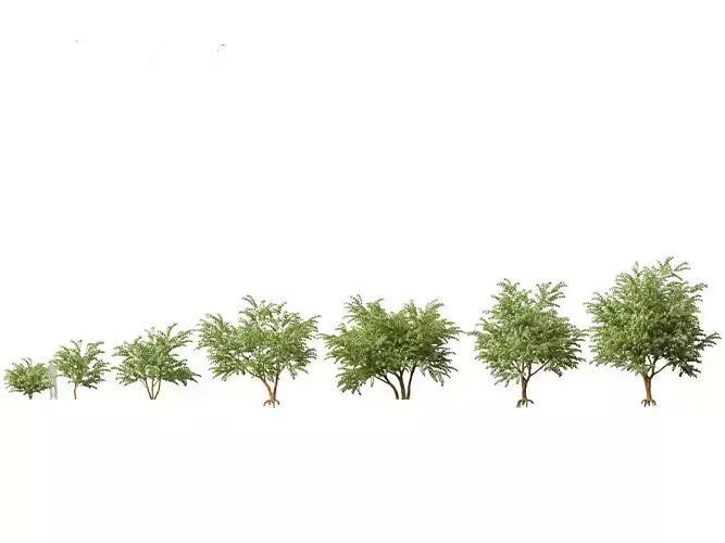 HighPolyLowPoly  Bauhinia acuminata - Dwarf White Orchid Tree Low-poly 3D model