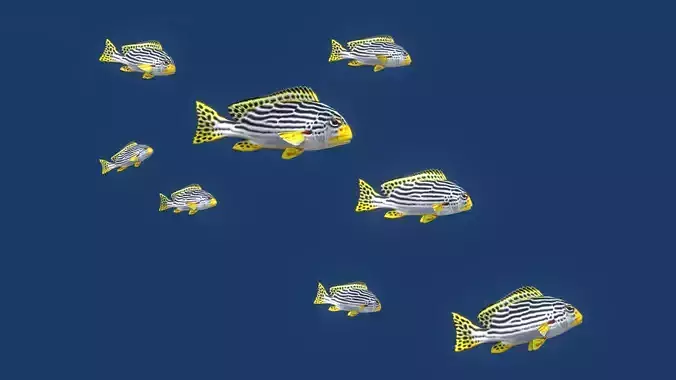 Sweetlips Schooling Fish Low-poly 3D model