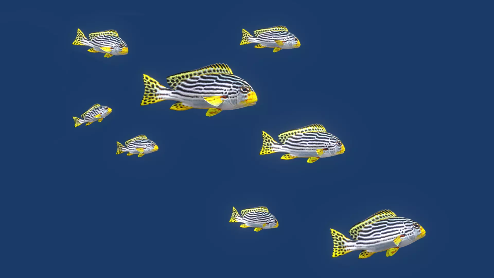 Sweetlips Schooling Fish Low-poly 3D model