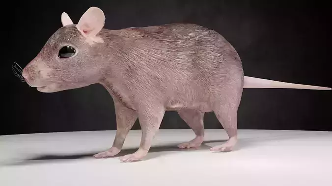 Mouse rat rigged  Animations Low-poly 3D model