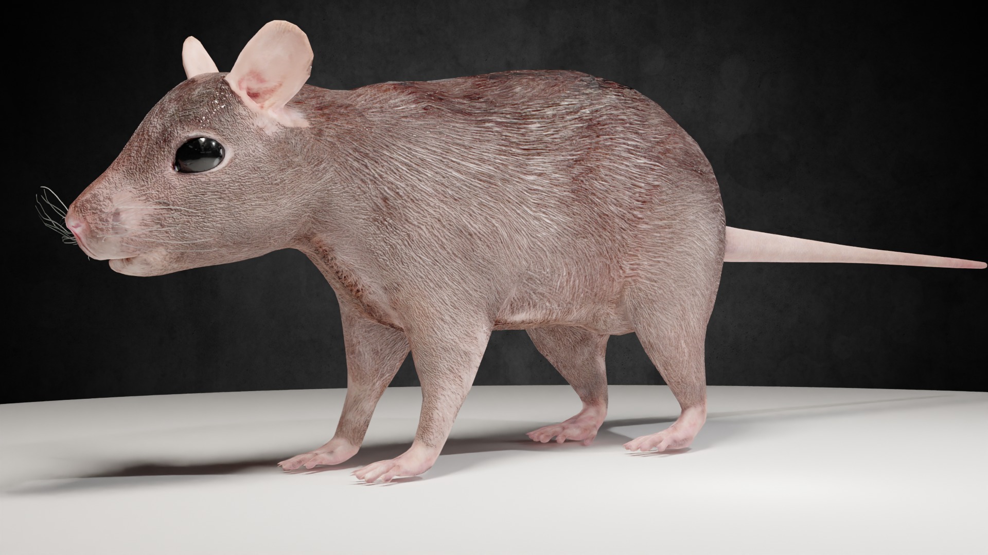 Mouse rat rigged  Animations Low-poly 3D model_0