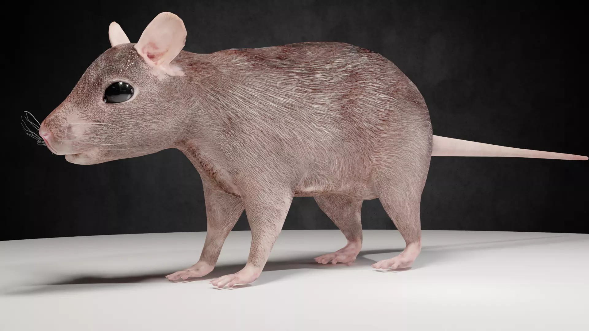 Mouse rat rigged  Animations Low-poly 3D model_0