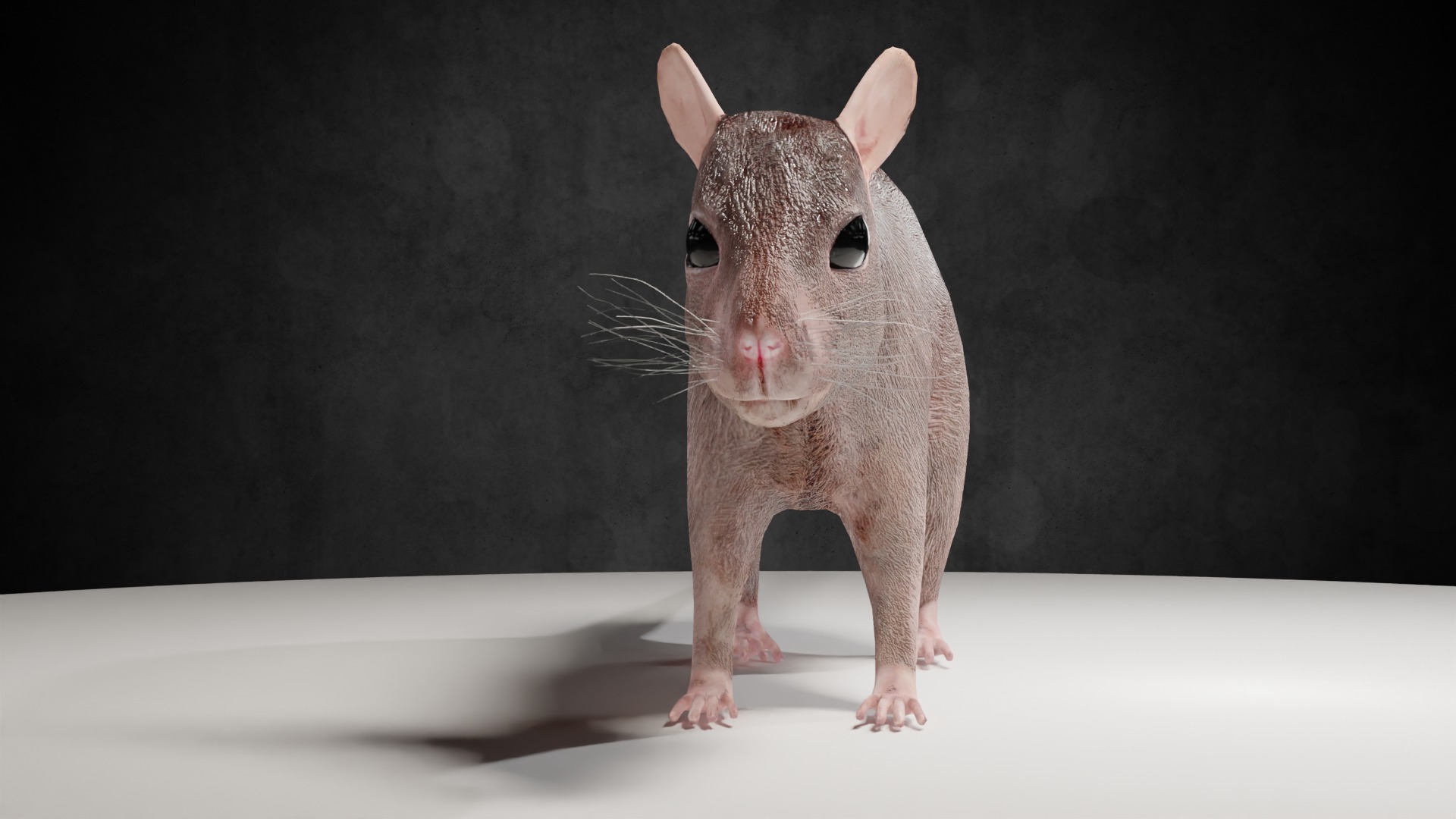 Mouse rat rigged  Animations Low-poly 3D model_1