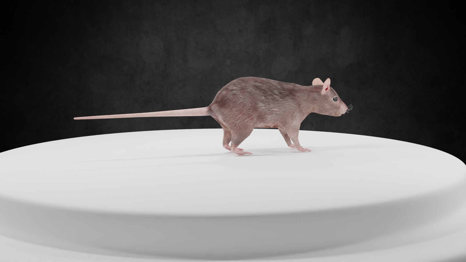 Mouse rat rigged  Animations Low-poly 3D model_3