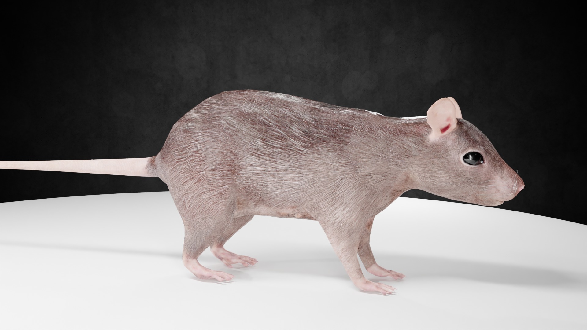 Mouse rat rigged  Animations Low-poly 3D model_2