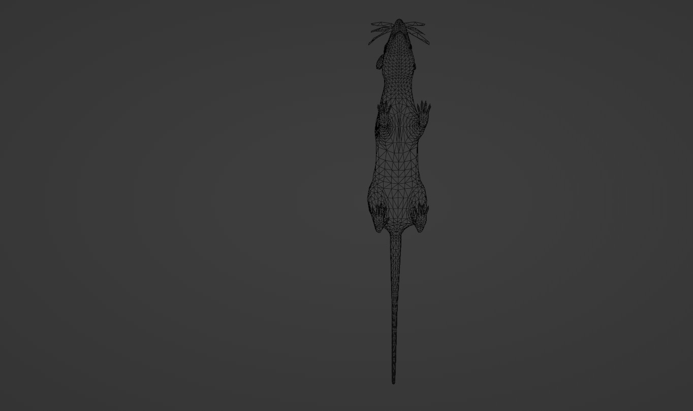 Mouse rat rigged  Animations Low-poly 3D model_7