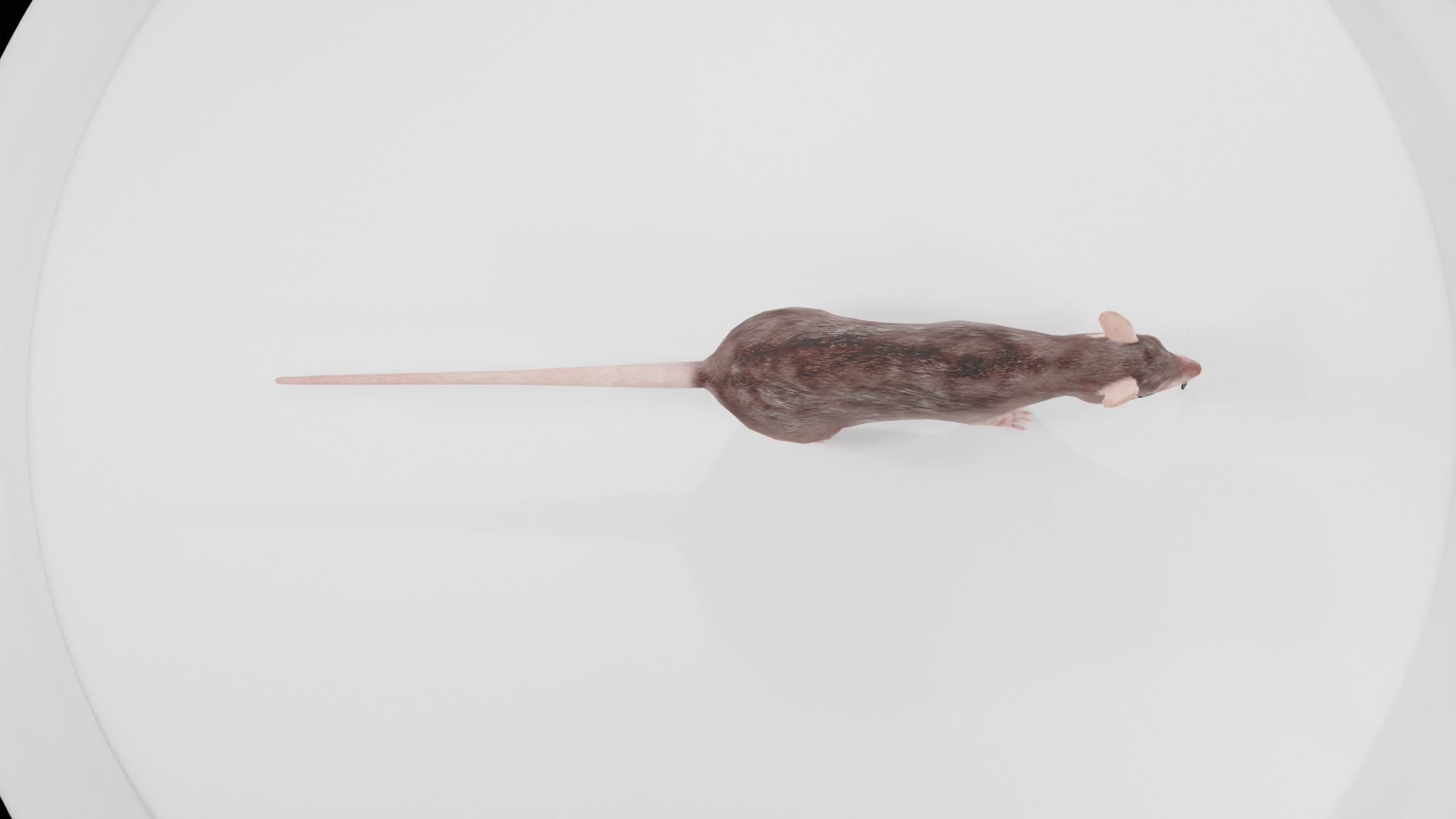 Mouse rat rigged  Animations Low-poly 3D model_4