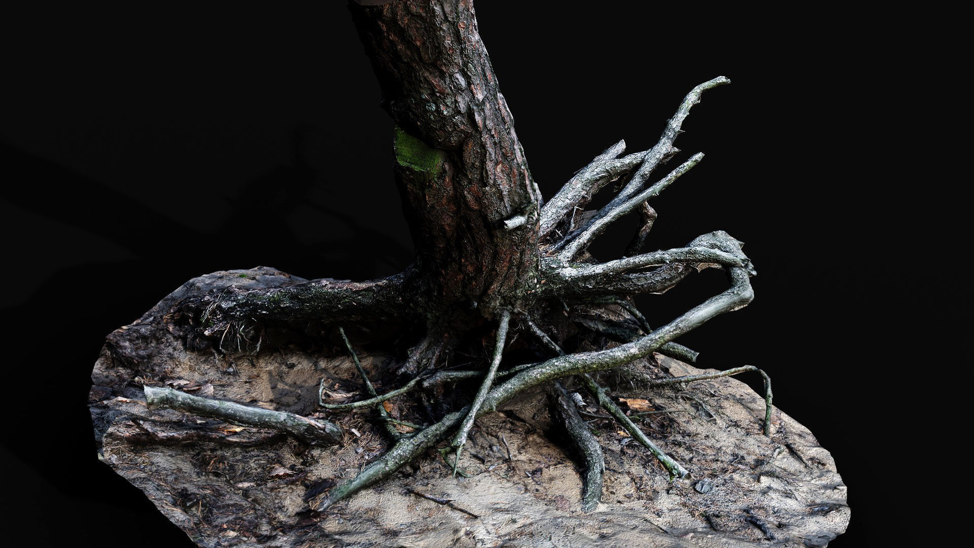 tree trunk pine roots ground photogrammetry Low-poly 3D model_1
