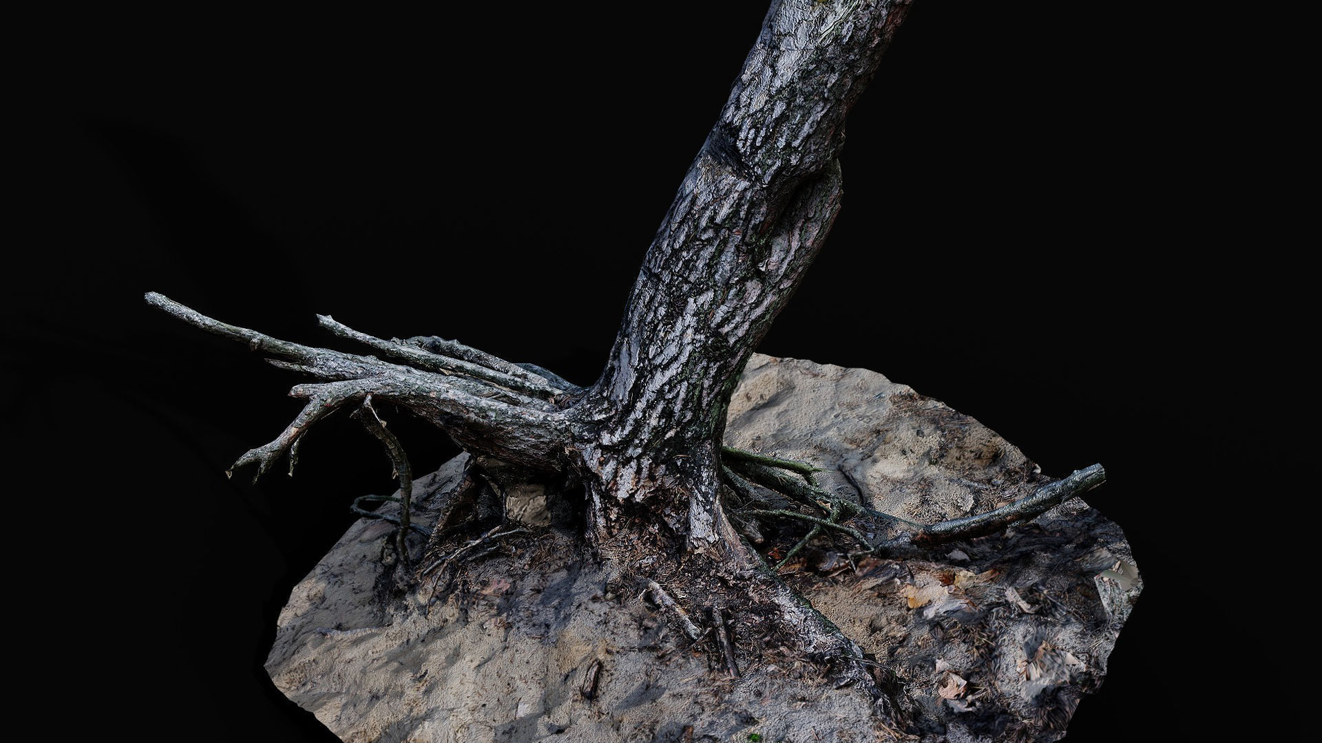 tree trunk pine roots ground photogrammetry Low-poly 3D model_2