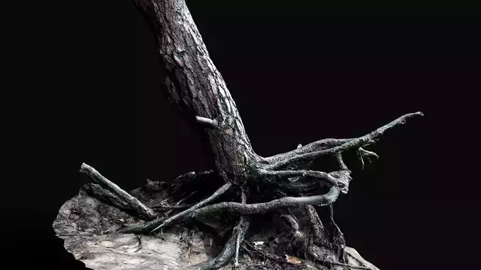 tree trunk pine roots ground photogrammetry Low-poly 3D model