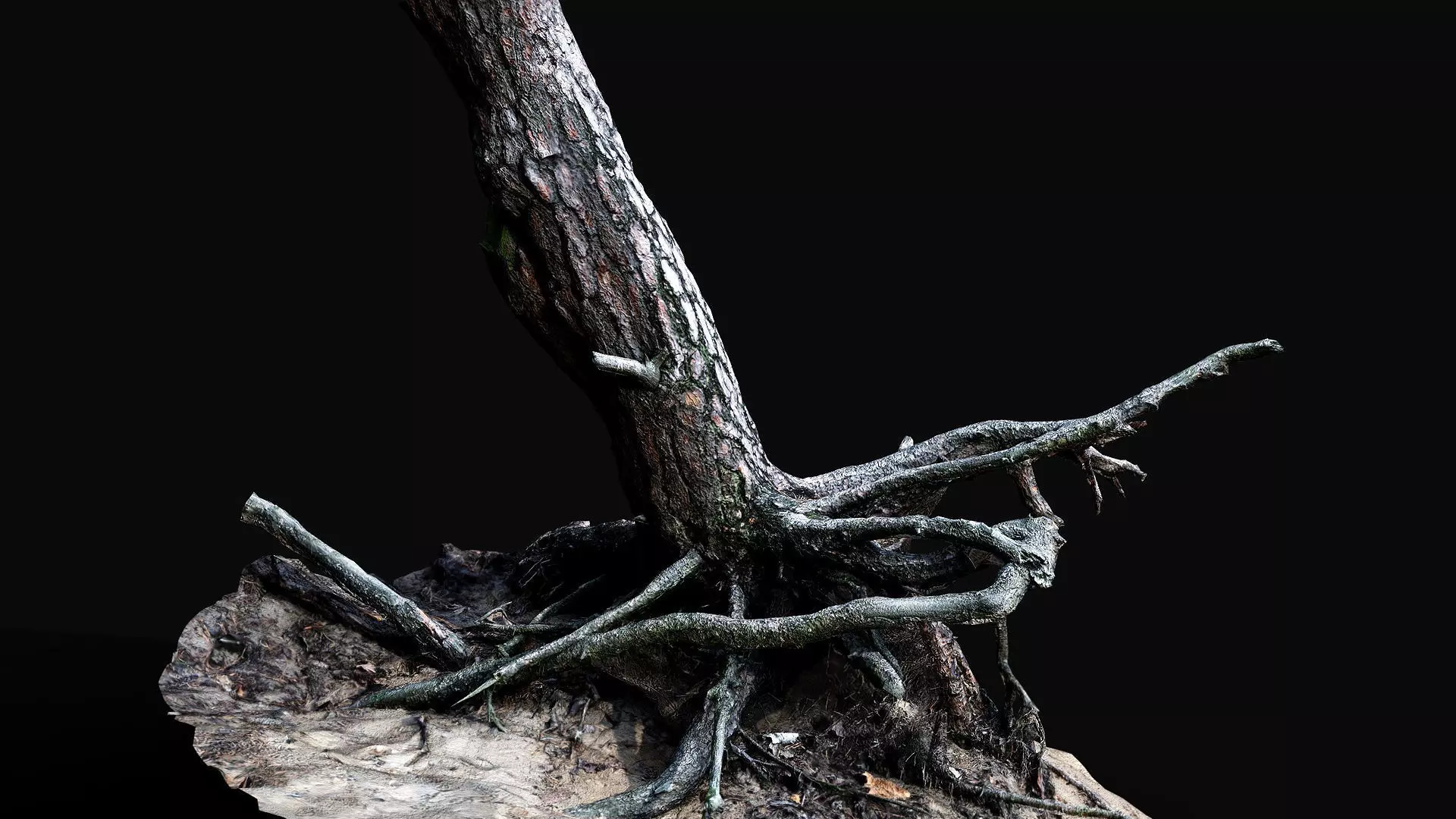 tree trunk pine roots ground photogrammetry Low-poly 3D model_0