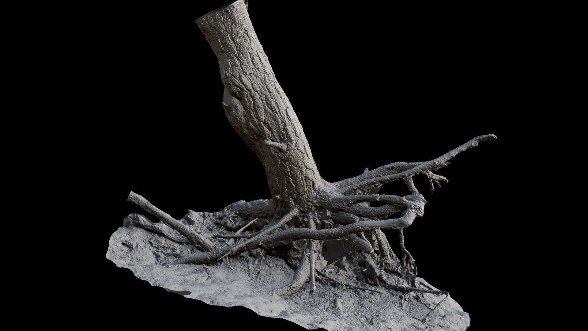 tree trunk pine roots ground photogrammetry Low-poly 3D model_7