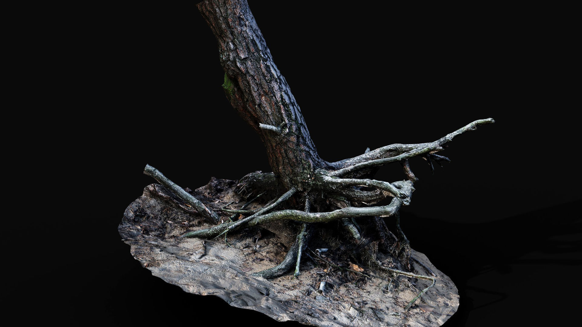 tree trunk pine roots ground photogrammetry Low-poly 3D model_5