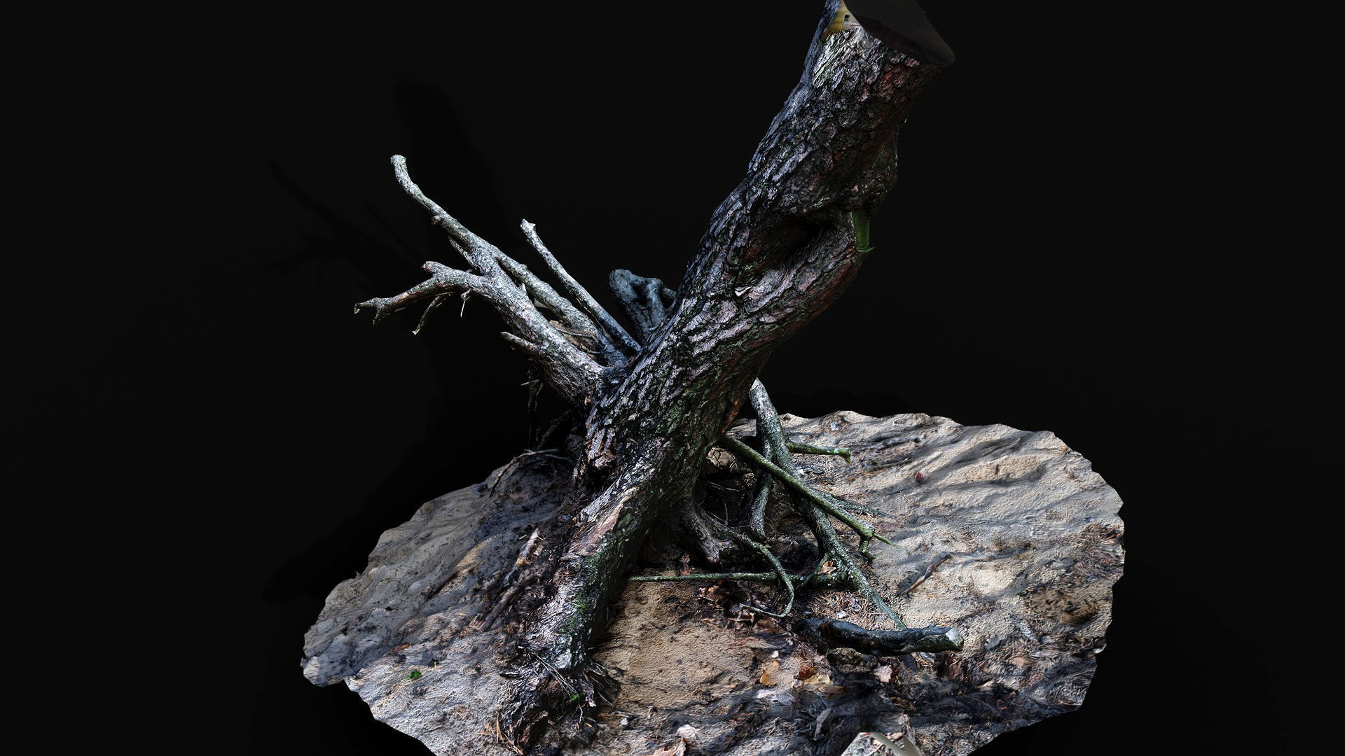 tree trunk pine roots ground photogrammetry Low-poly 3D model_4