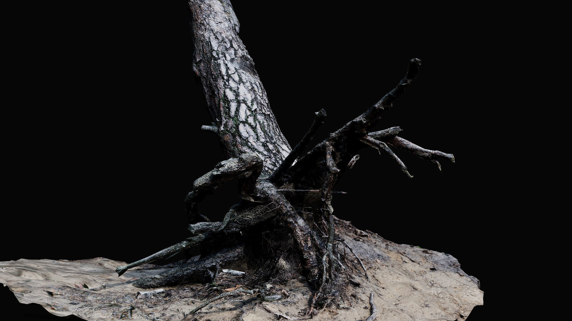 tree trunk pine roots ground photogrammetry Low-poly 3D model_3