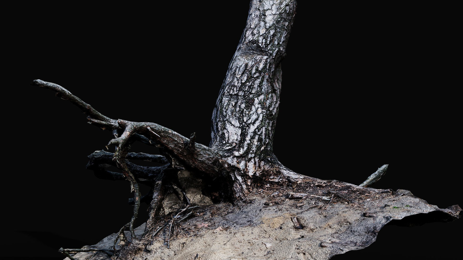 tree trunk pine roots ground photogrammetry Low-poly 3D model_6