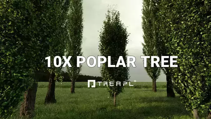 10X Poplar Tree Populus Nigra 3D model