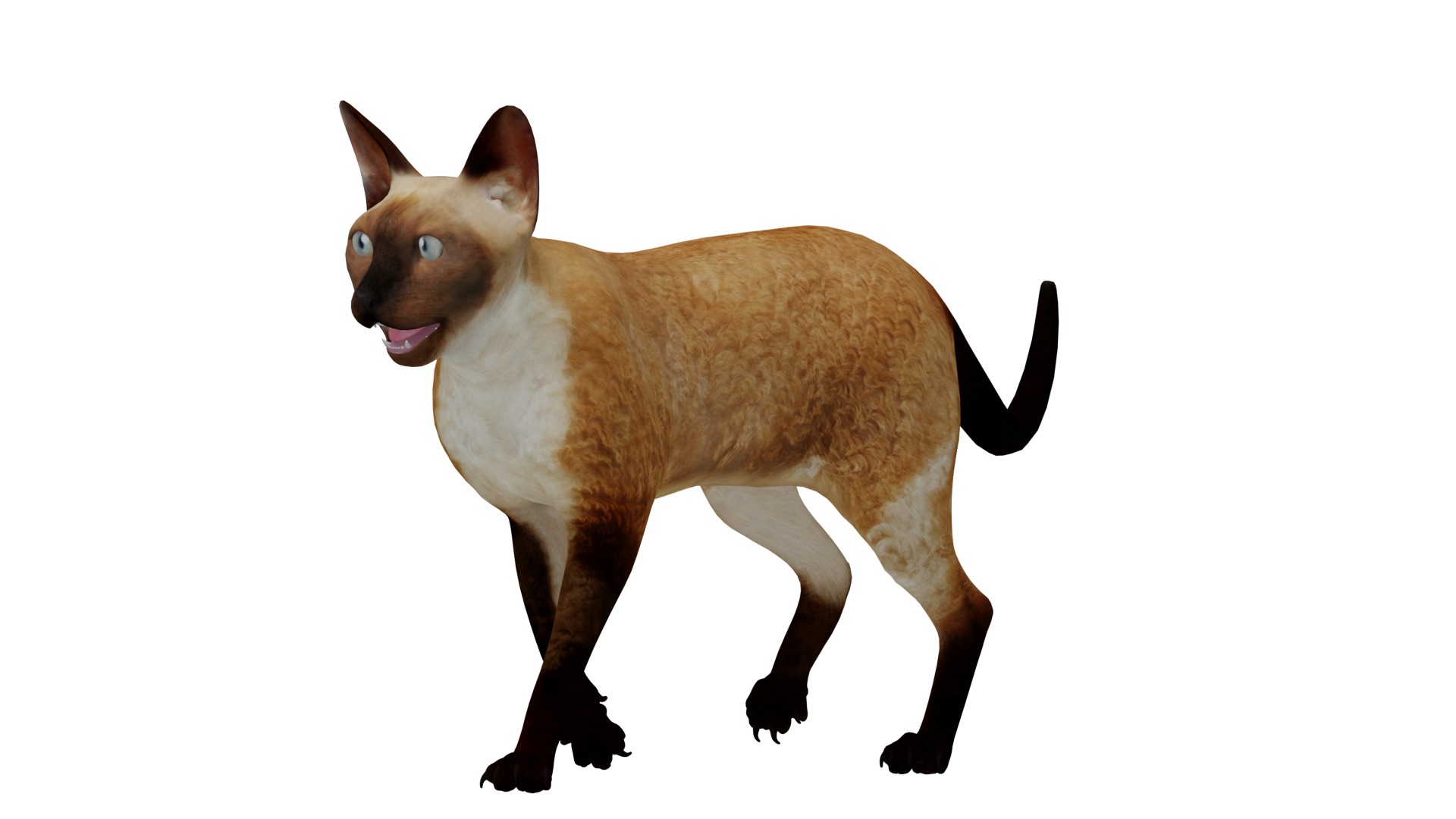 Devon Rex Cat Low-poly 3D model_15