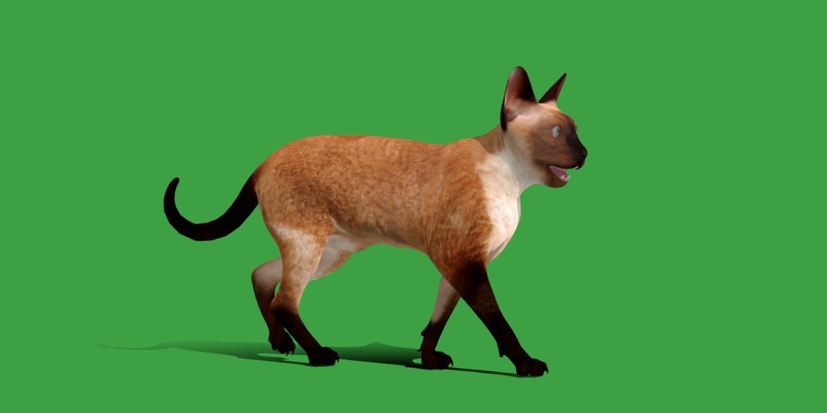 Devon Rex Cat Low-poly 3D model_10