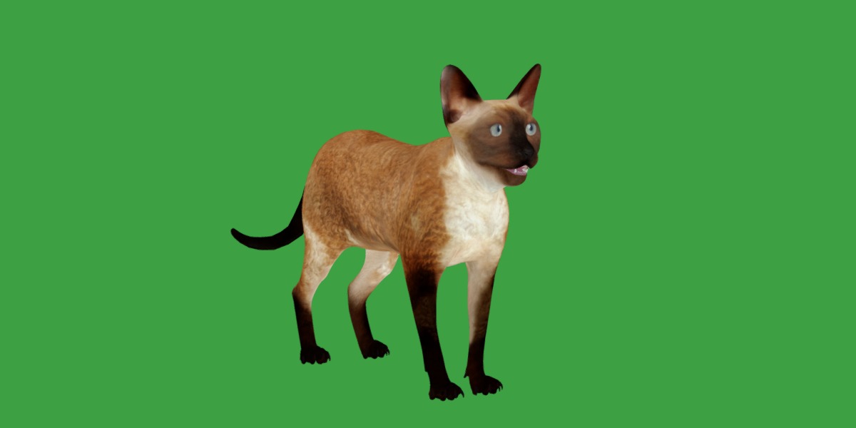 Devon Rex Cat Low-poly 3D model_25