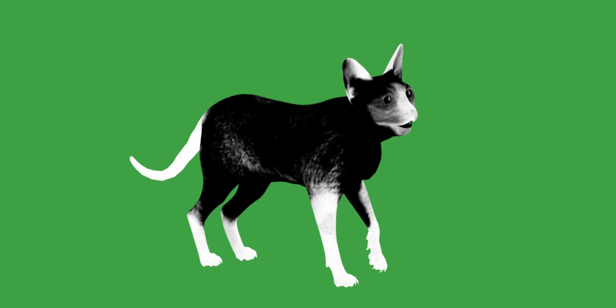 Devon Rex Cat Low-poly 3D model_29