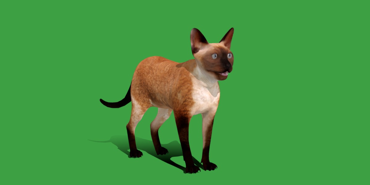 Devon Rex Cat Low-poly 3D model_11