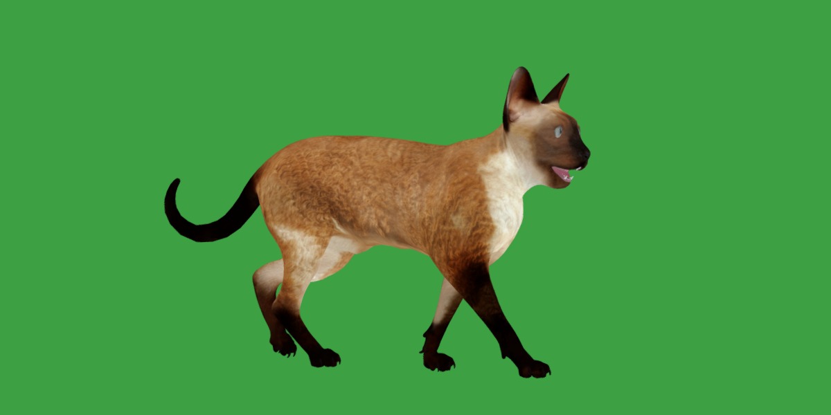 Devon Rex Cat Low-poly 3D model_30