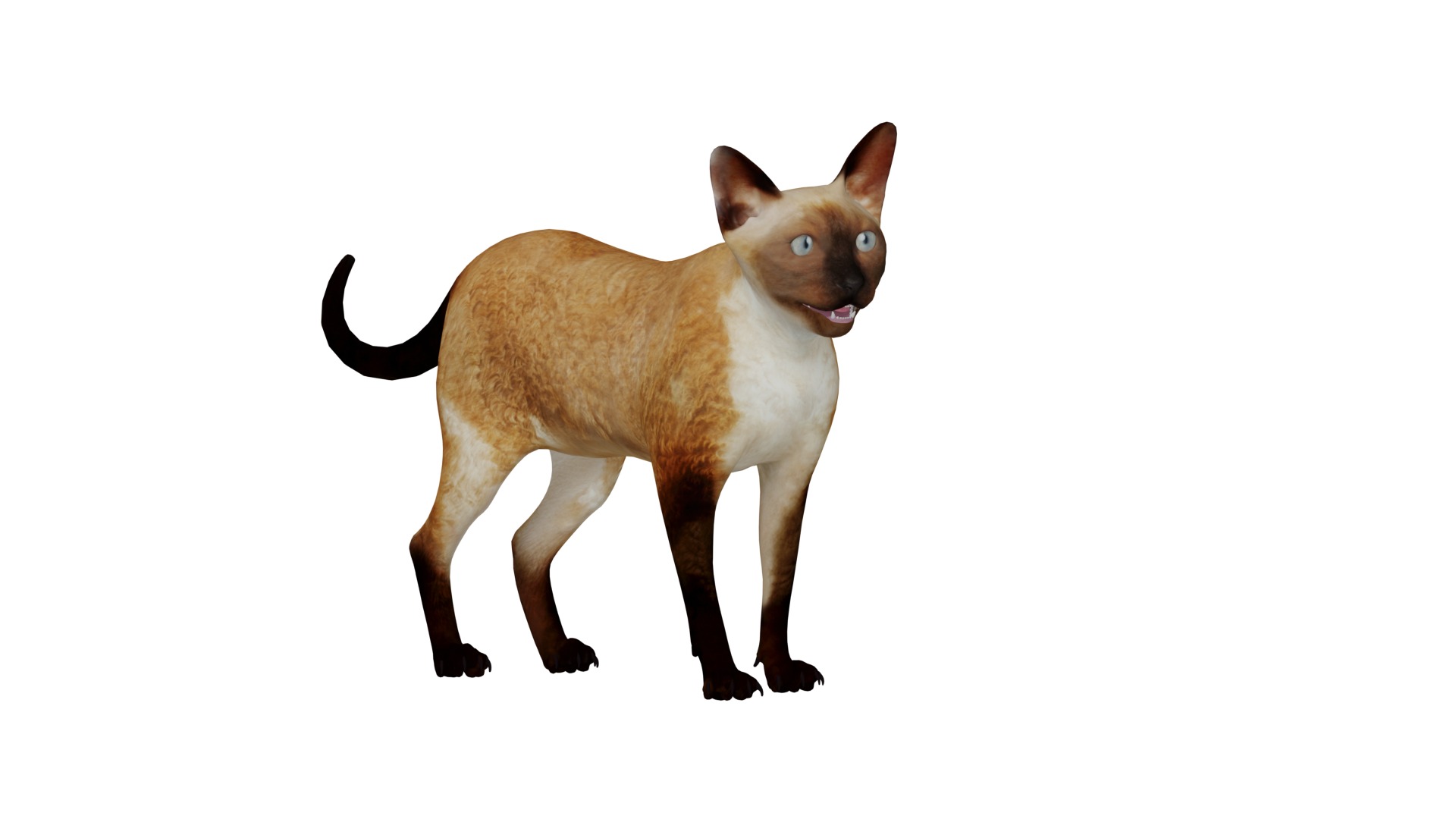 Devon Rex Cat Low-poly 3D model_16