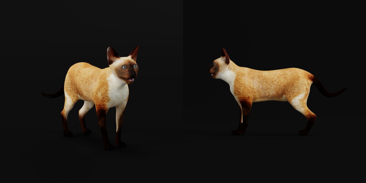 Devon Rex Cat Low-poly 3D model_28