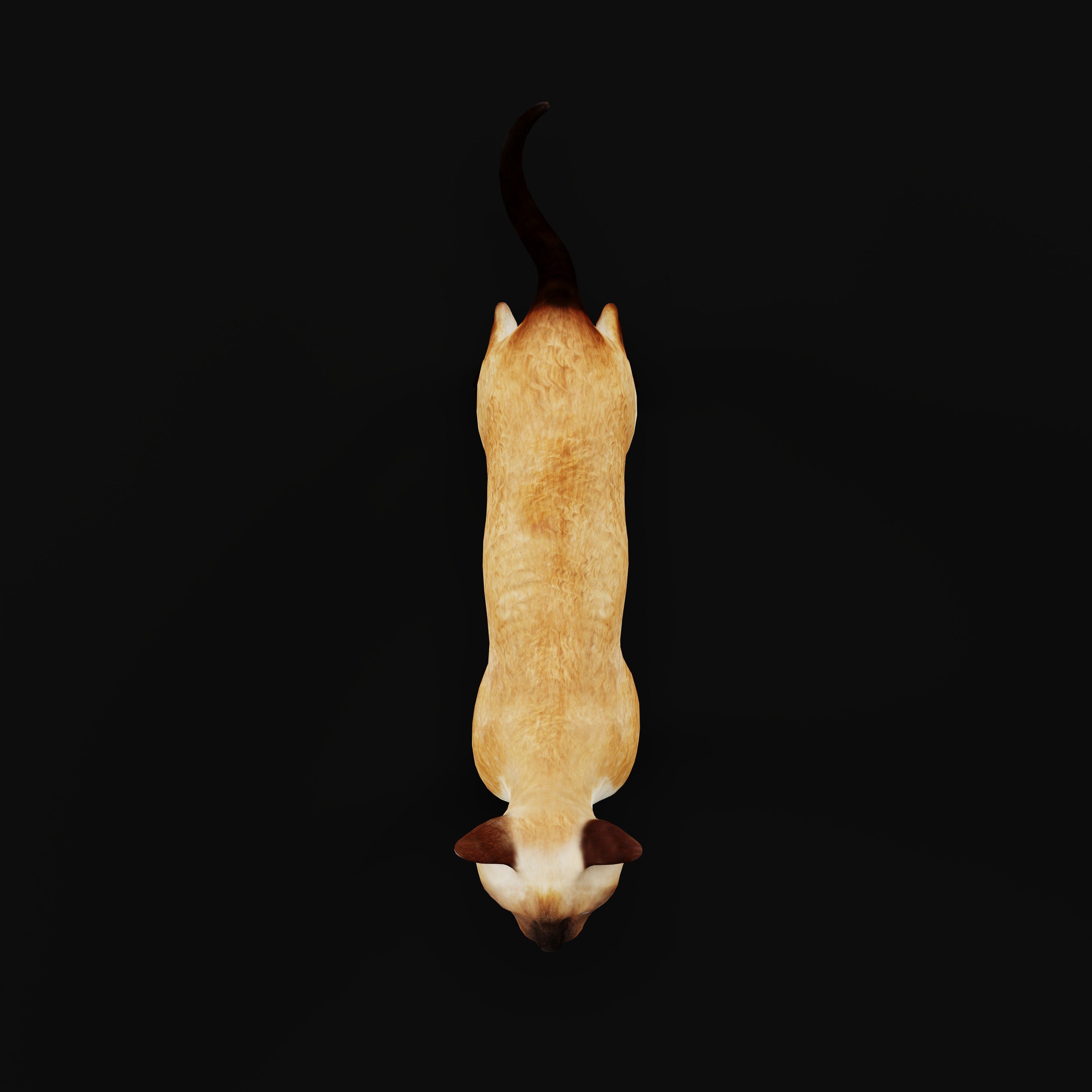 Devon Rex Cat Low-poly 3D model_9